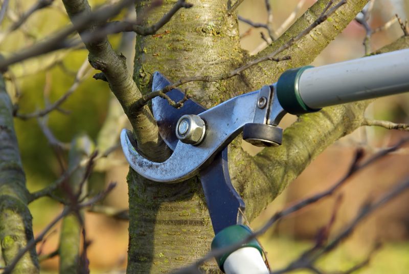Cost of Tree Limb Cutting