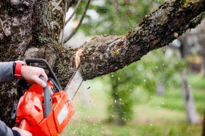 Contact About Tree Limb Cutting
