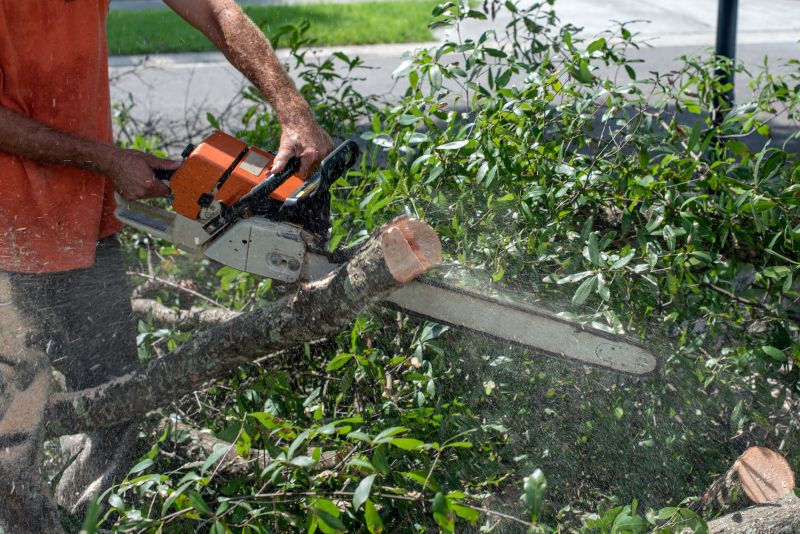 Local Tree Limb Cutting pros at work