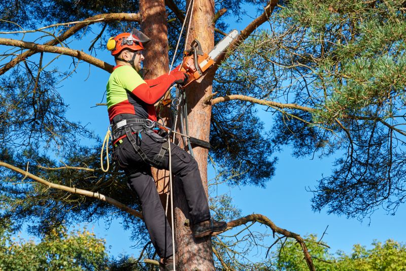Tree Limb Cutting