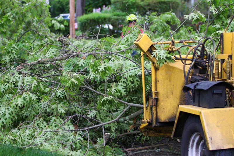 Tree Limb Cutting