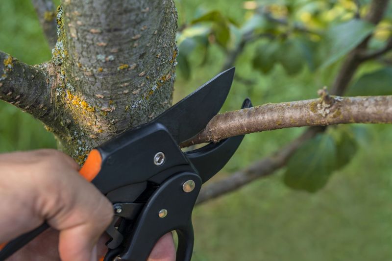 Birch Tree Removal in San Jose, CA