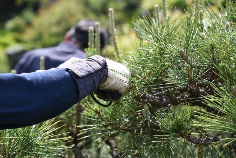 Bradford Pear Tree Pruning in Aiken, SC