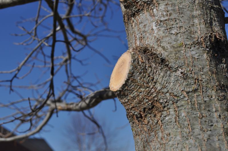Cedar Tree Pruning in Pottstown, PA