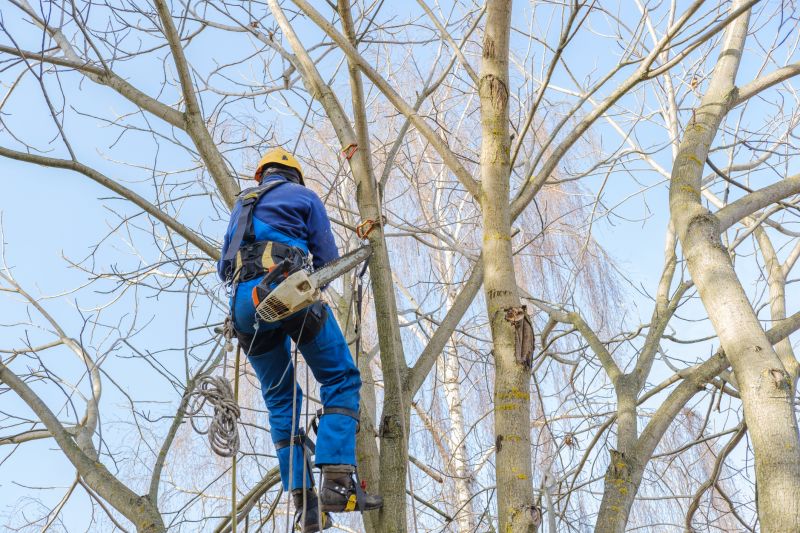 Tree Limb Cutting
