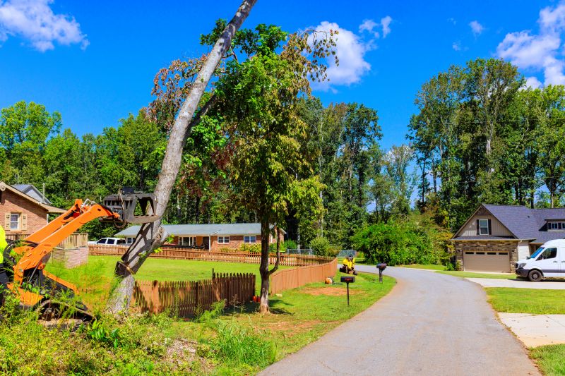 Tree Limb Cutting