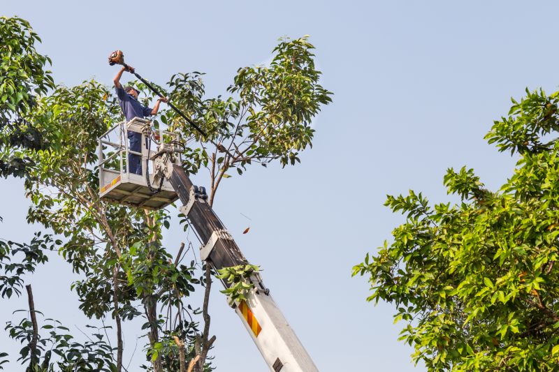 Cypress Tree Trimming in San Jose, CA