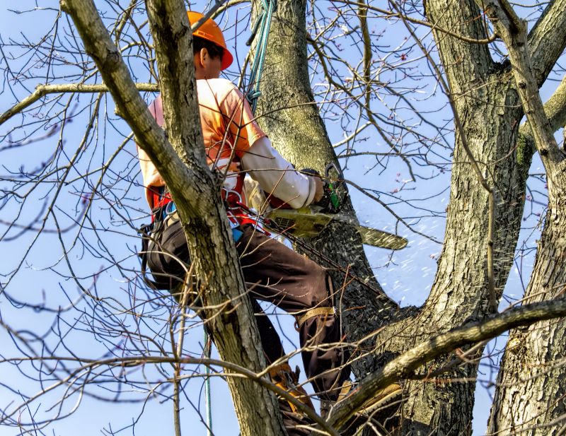 Tree Limb Cutting detail