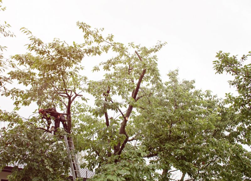 Tree Limb Cutting detail