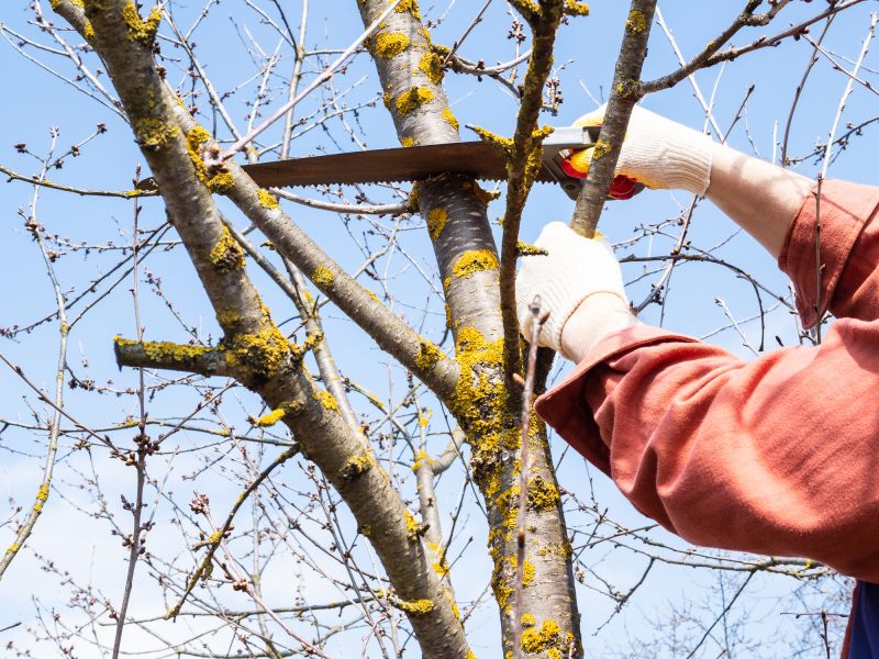 Tree Limb Cutting detail