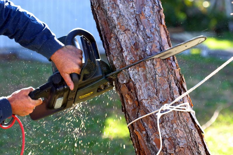 Tree Removal Service in Aiken, SC